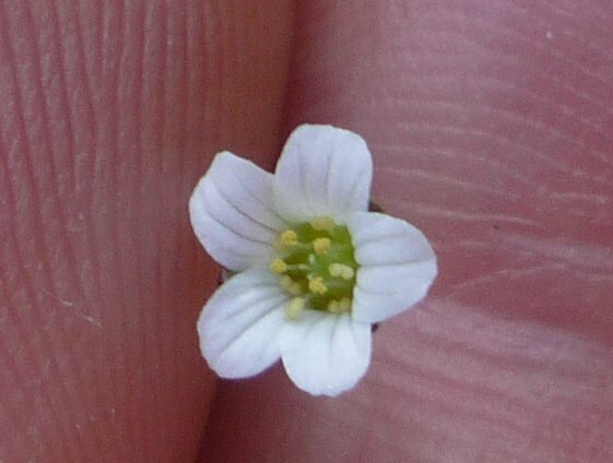 High Resolution Angiospermae(Dv) sp136 Flower